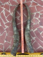 Man cave antler for sale  El Paso