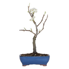 Bonsai pero pyrus usato  Agliana
