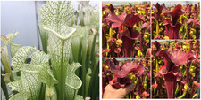 Sarracenia seedling bundle for sale  Seattle