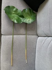 West elm artificial for sale  LONDON