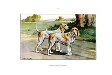 Hunting dog...briquet griffon d'occasion  Saint-Cyprien