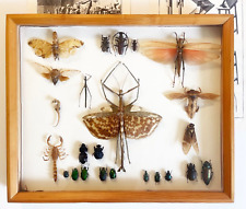 Großer schaukasten insekten gebraucht kaufen  Andernach