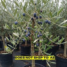 Olive tree 3gal for sale  Vero Beach