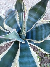 Agave americana marchmallow for sale  Mira Loma