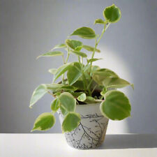 Cupid peperomia indoor for sale  COALVILLE