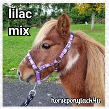 Mini shetland shetland for sale  DUDLEY