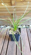 Dasylirion glaucophyllum pot d'occasion  Perpignan-