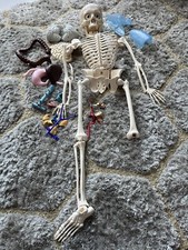 Human anatomical skeleton for sale  DERBY