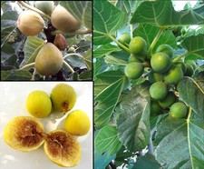 200 semi ficus usato  Italia