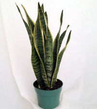 Snake plant live for sale  Menifee