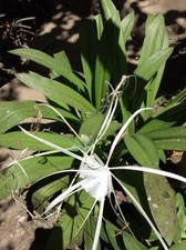 beautiful spider plants for sale beautiful spider plants for sale Samson