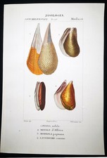 1831 pretre originale usato  Urbino