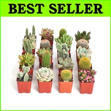 Assorted mini succulents for sale  Voorhees