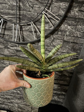 sansevieria for sale  NAIRN