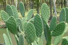 Taglio opuntia tomentosa usato  Trappeto