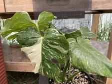 Variegated monstera thai for sale  Gilroy