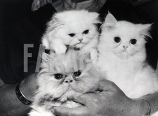 Vintage tre gatti usato  Roma