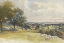 Sheep rural landscape for sale  UK