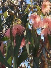 Eucalyptus leucoxylon subsp. d'occasion  La Baule-Escoublac