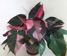 Pink princess variegated for sale  Mobile