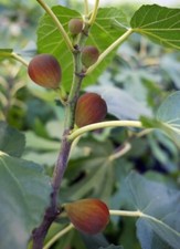 Beer black dwarf for sale  San Diego