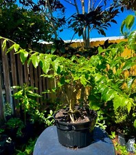 Star jasmine bonsai for sale  Bonita Springs