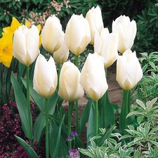 Purissima tulip bulbs for sale  UK