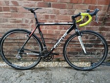 focus mares for sale  MOLD