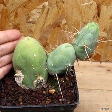 Trico cereus bridgesii usato  Trevi