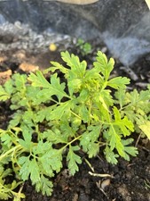 Kräftige jungpflanzen vom gebraucht kaufen  Zeulenroda-Triebes