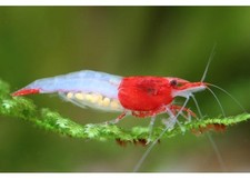 Red rili shrimp for sale  Miami