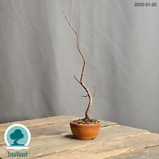 Bonsai japanischer ahorn gebraucht kaufen  München