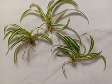 Variegatedspider plant pups for sale  Greensboro