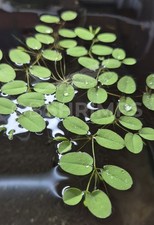 Salvinia natans piantine usato  Misterbianco