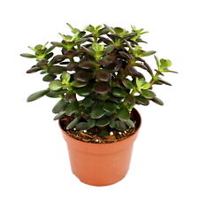 Exotenherz crassula portulacea gebraucht kaufen  Zweibrücken