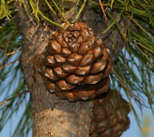 Pinie pinus pinea gebraucht kaufen  Tauberbischofsheim