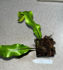 Lecanopteris sinuosa lightly for sale  Eustis