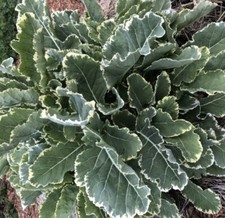 Daubentons panache cuttings for sale  MOFFAT