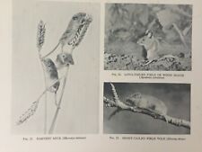 Antique print harvest for sale  TORRINGTON