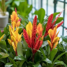 Vriesea flaming sword for sale  GLASGOW