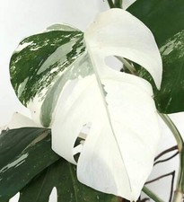 Monstera deliciosa bianco usato  Napoli