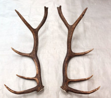 Set elk antlers for sale  USA