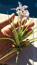 Bromeliad tillandsia bergeri for sale  Bradenton
