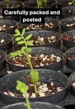 Fresh germinated curry for sale  EDGWARE