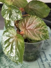 Begonia bachiensis rare for sale  WIGAN