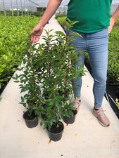 Portuguese laurel evergreen for sale  CRAIGAVON