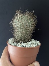 Cactus turbinicaspus gracilis d'occasion  Aire-sur-l'Adour