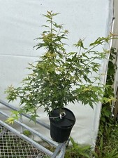 Acer palmatum squirt for sale  Hendersonville
