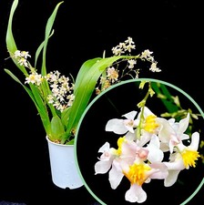 Dwarf orchid oncidium for sale  LEIGH