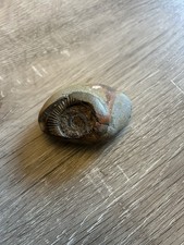 Fossil shell for sale  MANCHESTER